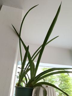 (Category: ) located in . Submitted by bukitgreen (Listing ID 1431809707, Image 1). Description: .
