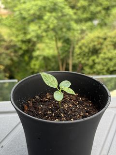 （分類：）位於 。 由 ummmmoni 提交（商品編號 1430342944，圖片 1）。簡介： 。