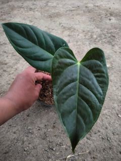 Anthurium veitchii For Sale | Plants & Seeds | Carousell Singapore