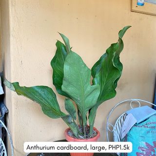 (Category: ) located in . Submitted by idababes (Listing ID 1432038726, Image 1). Description: .