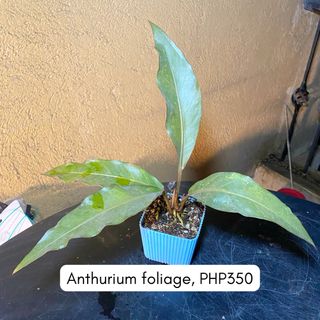 (Category: ) located in . Submitted by idababes (Listing ID 1432039210, Image 1). Description: .