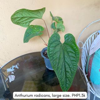 (Category: ) located in . Submitted by idababes (Listing ID 1432038242, Image 1). Description: .