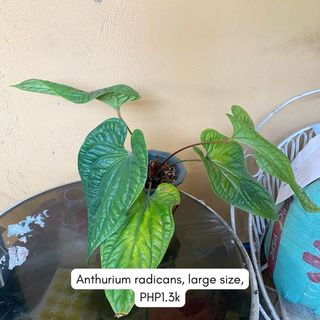 (Category: ) located in . Submitted by idababes (Listing ID 1432038319, Image 1). Description: .
