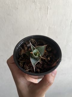 (Category: ) located in . Submitted by plantcaoshumu (Listing ID 1432111361, Image 1). Description: .