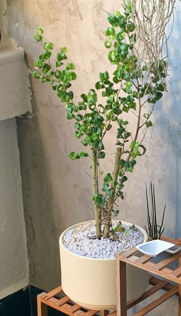 Curly Ficus Ficus benjamina 垂叶榕, Furniture & Home Living, Gardening, Plants & Seeds ...