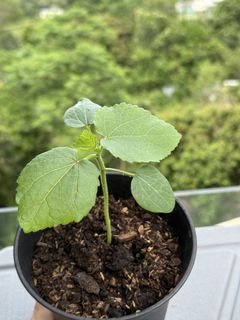 （分類：）位於 。 由 ummmmoni 提交（商品編號 1427748262，圖片 1）。簡介： 。
