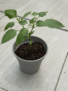 （分類：）位於 。 由 ummmmoni 提交（商品編號 1427747892，圖片 1）。簡介： 。