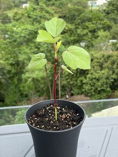 （分類：）位於 。 由 ummmmoni 提交（商品編號 1428388216，圖片 1）。簡介： 。