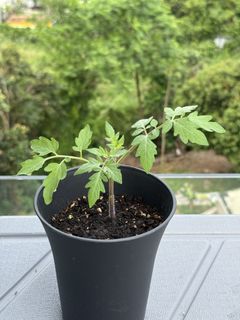 （分類：）位於 。 由 ummmmoni 提交（商品編號 1431933452，圖片 1）。簡介： 。