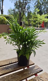 (Category: ) located in . Submitted by growurban.sg (Listing ID 1432086342, Image 1). Description: .