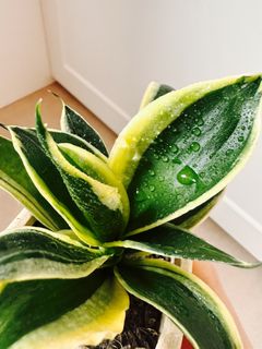 （分類：）位於 。 由 tangyunwing6266 提交（商品編號 1432212999，圖片 1）。簡介： 。