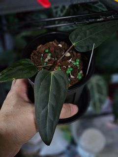 (Category: ) located in . Submitted by jungrow (Listing ID 1428097470, Image 1). Description: .