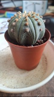(Category: ) located in . Submitted by deliciouscactus (Listing ID 1432264988, Image 1). Description: .