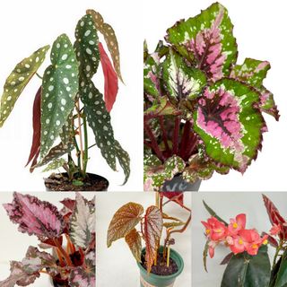 (Category: ) located in . Submitted by sgflorist (Listing ID 1387638125, Image 1). Description: .