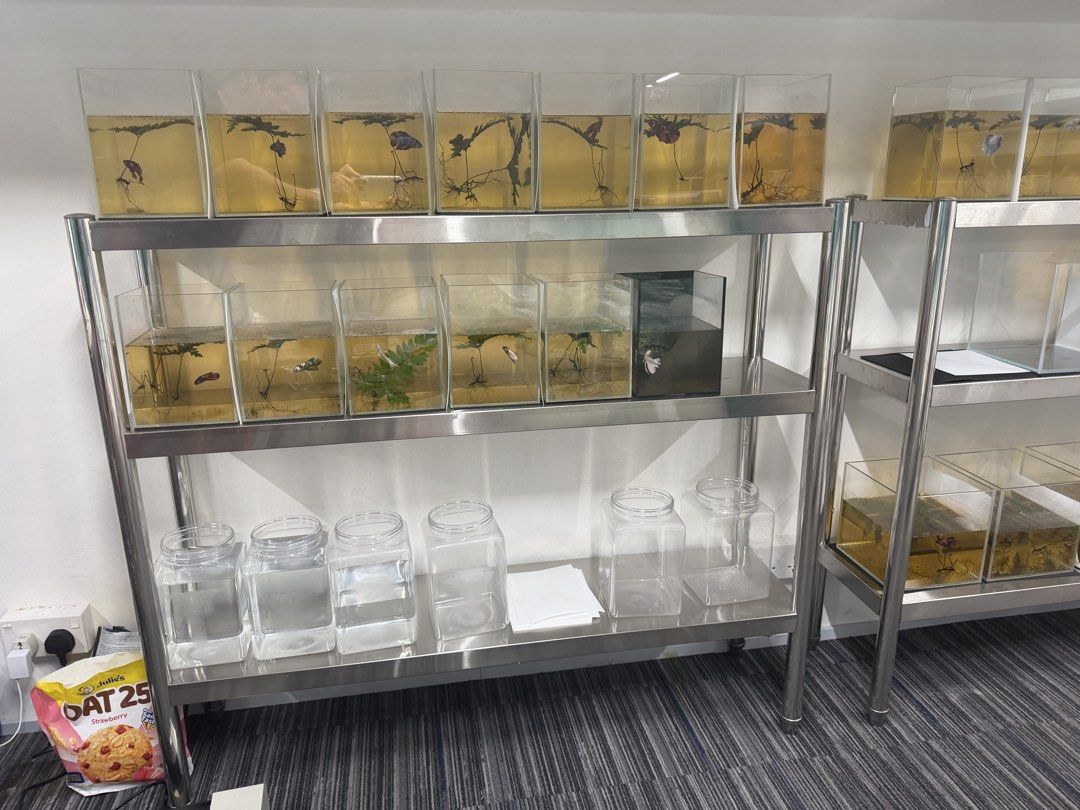 Fish Breeding Setup Betta Fish Breeding Setup - Multiple Tanks, Pet Supplies, Homes & Other ...