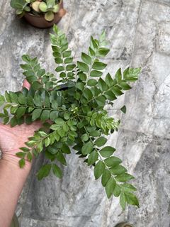 （分類：）位於 。 由 jenmamee 提交（商品編號 1432201896，圖片 1）。簡介： 。