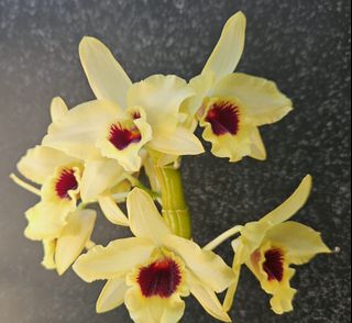 （分類：）位於 。 由 RejoiceInplanting 提交（商品編號 1432218692，圖片 1）。簡介： 。
