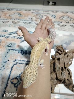 (Category: ) located in . Submitted by zahramlan (Listing ID 1432373223, Image 1). Description: .