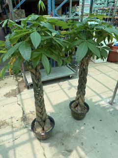 (Category: ) located in . Submitted by fruityflorist (Listing ID 1432237297, Image 1). Description: .