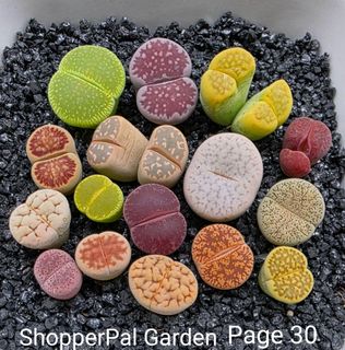 (Category: ) located in . Submitted by shopperpalgarden (Listing ID 1432199545, Image 1). Description: .