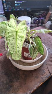 (Category: ) located in . Submitted by deliciouscactus (Listing ID 1432268110, Image 1). Description: .