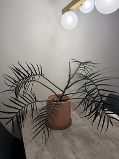 （分類：）位於 。 由 kamanchoi005018 提交（商品編號 1432327614，圖片 1）。簡介： 。