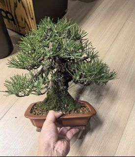 (Category: ) located in . Submitted by plants_plants (Listing ID 1432282442, Image 1). Description: .
