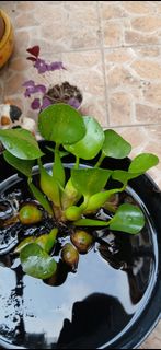 （分類：）位於 。 由 davidchan.world 提交（商品編號 1432360675，圖片 1）。簡介： 。