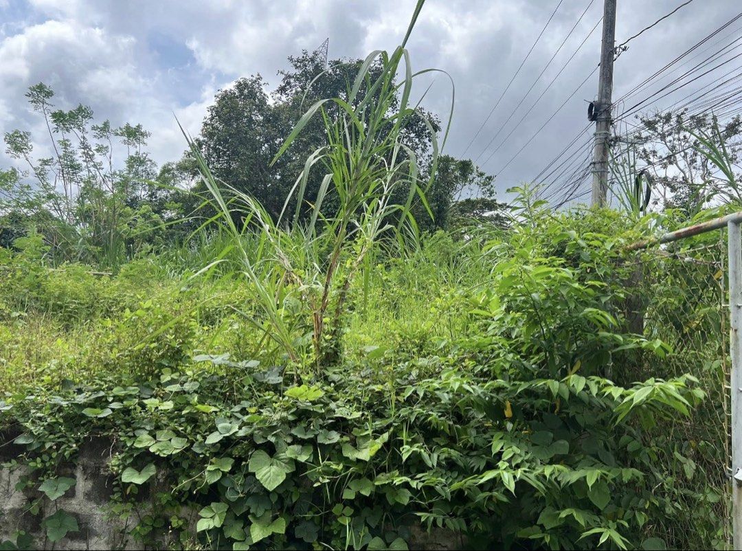 Alfonso Provincial Road Property (Category: Commercial) located in Paranaque City. Submitted by mysticfish.5a94f1 (Listing ID 1432578478, Image 3). Description: The address of the Warehouse is: Along Luksuhin-Mangas Road, Mangas 1 Alfonso, Cavite Nearby: •Cafe Enrique, Alfonso Branch (Adjacent, at the Left side of the Property) •Mangas Emission Testing Center •_Victorious Christian Montessori •Rusi Motor Showroom Mercury Drug Store San Juan de Ne