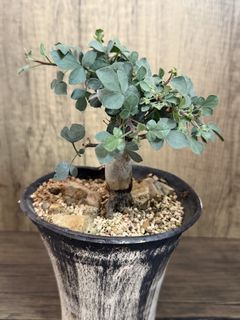 （分類：）位於 。 由 EvensHouse 提交（商品編號 1432482122，圖片 1）。簡介： 。