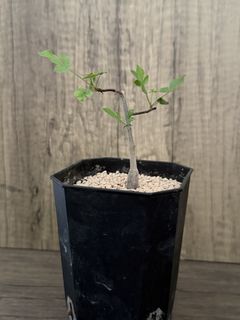（分類：）位於 。 由 EvensHouse 提交（商品編號 1432483799，圖片 1）。簡介： 。