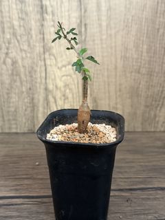 （分類：）位於 。 由 EvensHouse 提交（商品編號 1432482931，圖片 1）。簡介： 。