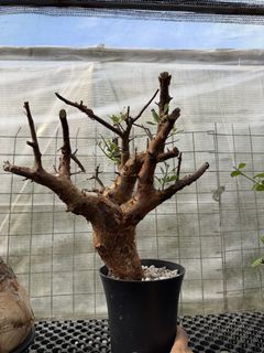 (Category: ) located in . Submitted by desert.grower (Listing ID 1432495376, Image 1). Description: .