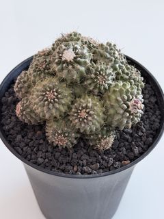 (Category: ) located in . Submitted by cactus.amplified (Listing ID 1432512222, Image 1). Description: .