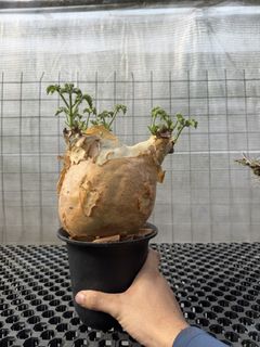 (Category: ) located in . Submitted by desert.grower (Listing ID 1432495214, Image 1). Description: .