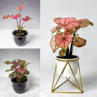 (Category: ) located in . Submitted by sgflorist (Listing ID 1432211266, Image 1). Description: .