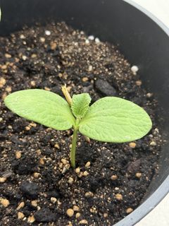 （分類：）位於 。 由 ummmmoni 提交（商品編號 1432023227，圖片 1）。簡介： 。