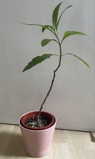 （分類：）位於 。 由 gargarden 提交（商品編號 1432444313，圖片 1）。簡介： 。