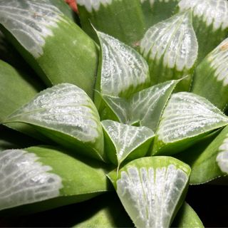 （分類：）位於 。 由 mikewillplantit 提交（商品編號 1432691614，圖片 1）。簡介： 。