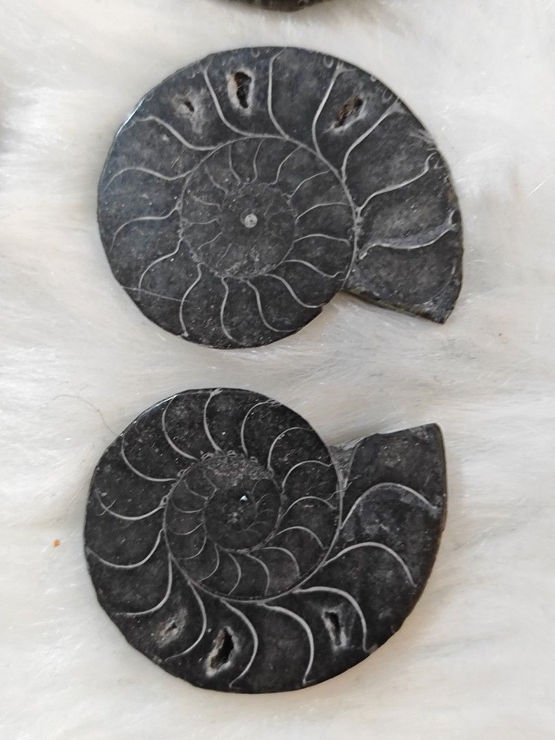 Black Ammonites Bundle Take all Sale (Category: Precious Stones) located in Bulacan. Submitted by sibs_ph_onlineshop (Listing ID 1432780601, Image 3). Description: -Picture may vary color due to light. -Natural Stone if per piece Top L-280 ,Top R-280 ,bottom -200 Send us your fb msngr to send videos☺️for detailed checking of items. Thank you🫶♥️ ***2026 Firm Policy Payment First sa Shipping Fee if ayaw po pass**** For more pics or detailed inform