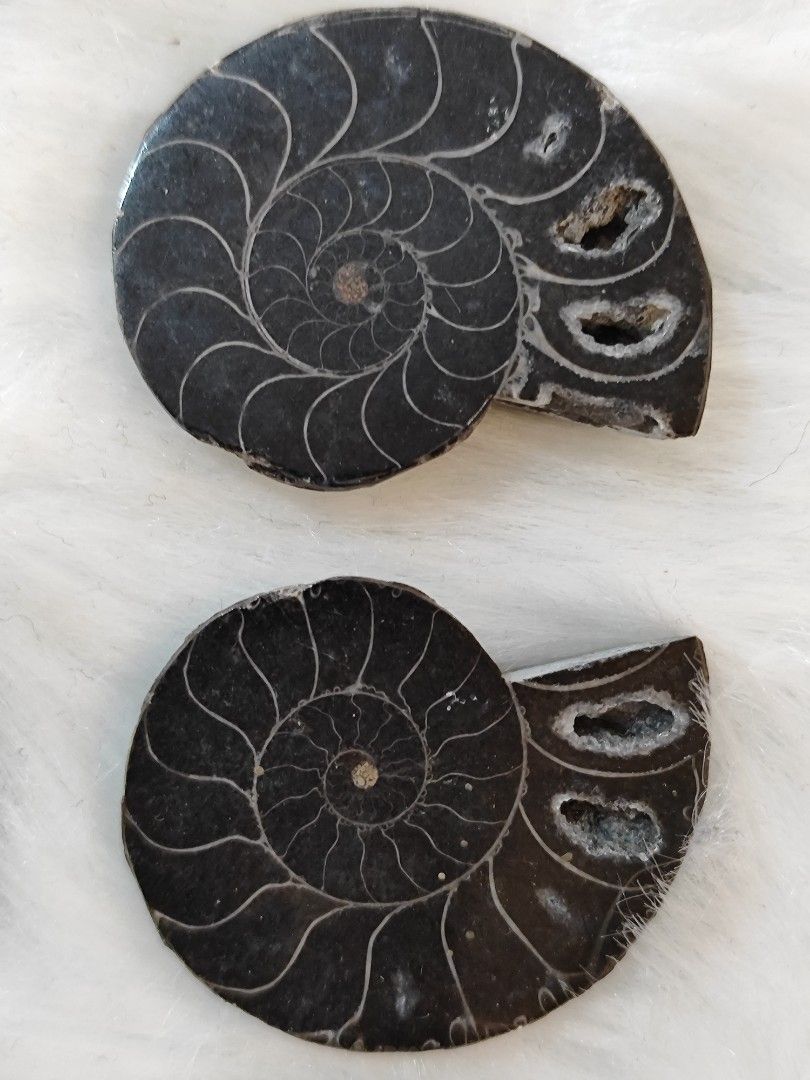 Black Ammonites Bundle Take all Sale (Category: Precious Stones) located in Bulacan. Submitted by sibs_ph_onlineshop (Listing ID 1432780601, Image 2). Description: -Picture may vary color due to light. -Natural Stone if per piece Top L-280 ,Top R-280 ,bottom -200 Send us your fb msngr to send videos☺️for detailed checking of items. Thank you🫶♥️ ***2026 Firm Policy Payment First sa Shipping Fee if ayaw po pass**** For more pics or detailed inform