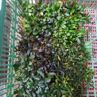 Ornamental Plant Collection item 3