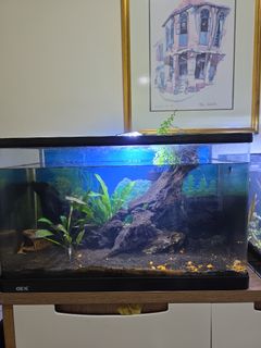 (Category: ) located in . Submitted by homegrower (Listing ID 1432618707, Image 1). Description: .