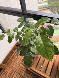 （分類：）位於 。 由 chaptertwofinds 提交（商品編號 1432638112，圖片 1）。簡介： 。