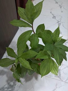 (Category: ) located in . Submitted by plantsforsales (Listing ID 1432716888, Image 1). Description: .