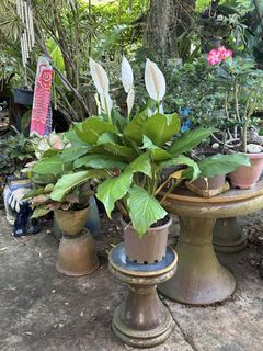 (Category: ) located in . Submitted by casa61 (Listing ID 1432603544, Image 1). Description: .