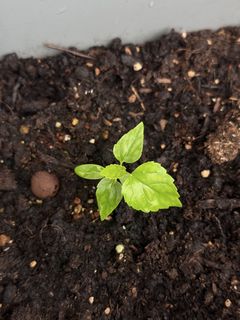 （分類：）位於 。 由 ummmmoni 提交（商品編號 1432068699，圖片 1）。簡介： 。
