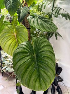 (Category: ) located in . Submitted by jubilantplants (Listing ID 1426426911, Image 1). Description: .