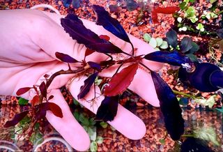 (Category: ) located in . Submitted by aquaticplants (Listing ID 1432666336, Image 1). Description: .