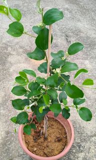 (Category: ) located in . Submitted by jtflorist (Listing ID 1432446921, Image 1). Description: .